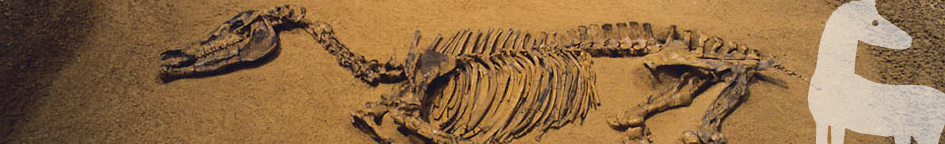 Fossilienfunde aus Südbaden