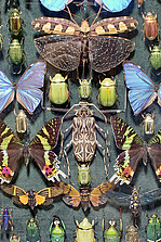 Insekten – die artenreiche Tiergruppe