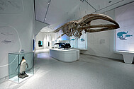 Das Skelett eines Pazifischen Nordkapers sowie das naturgetreu gestaltete Modell lassen sich von unseren Besuchern aus allen Richtungen erkunden.