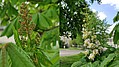 Bild 11: Links (20.04.2021) sind die Blüten noch geschlossen. Rechts (03.05.2021) sind fast alle Blüten am Blütenstand geöffnet - Foto N. Wehner