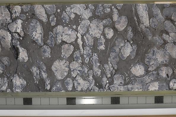 Tonstein mit Resten von fossilen Fingerkorallen (Bohrkern)