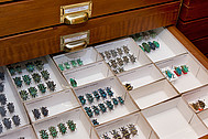 collection drawer of <i>Eupholus</i> weevils