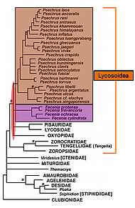 Stammbaum der Lycosoidea (Wolfspinnenverwandten), vereinfacht