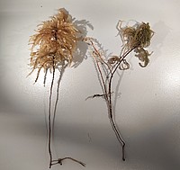 Bild 10: Im nassen Zustand (links) hängen die Ästchen mit feinen Blättern schopfartig herab, während im trockenen Zustand (rechts) die Ästchen eng am Stämmchen anliegen - Foto von N. Wehner