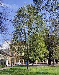 Bild 2: 14.04.2021 - Die Blätter breiten sich langsam horizontal aus. Im Hintergrund ergrünen die anderen Bäume auf dem Friedrichsplatz - Foto N. Wehner