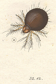 Hoplophora globosa Kupferstich von C.L. Koch