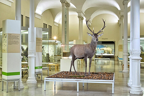 A view of the permanent exhibition "Native flora and fauna" with the majestic red deer