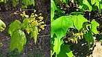 Bild 8: Links (20.04.2021) weist die 1 auf die Blüten, aus denen sich die Spitzen der Früchte schieben. Rechts (26.04.2021) sind die Früchte fertig gebildet, die noch weiter wachsen. Es sind zwei Teilfrüchte, die je einen Samen enthalten - Foto N. Wehner