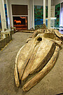 Fossile d’un géant des océans dans le désert – une baleine du Méxique