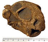 Schädel des Anomodontiers Diictodon aus dem Oberen Perm des Karroo-Beckens in Südafrika