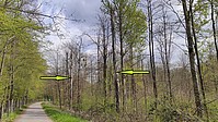 Bild 6: Zwei tote und stehengelassene Bäume am Erlachsee. Ihre Krone wurde zurückgeschnitten, damit keine Äste herabfallen können. Die Stämme dienen bspw. Vögeln als Brutplatz und die darin lebenden Insekten als Nahrungsquelle - Foto N. Wehner