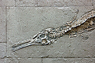 Detail of a marine crocodile