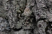 Bild 1: Das Eichenmoos (Evernia prunastri), auch genannt Pflaumenflechte. Der Artname ,,prunastri'' kommt von dem lateinischen Wort ,,prunus'' und heißt Pflaume - Foto von N. Wehner