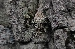 Bild 2: Das Eichenmoos (Evernia prunastri) wächst an Rinde und bildet verzweigte Triebe aus. Es wird auch Pflaumenflechte wegen dem reifartigen Überzug, den Pflaumen besitzen, genannt . Es dient auch als Grundstoff für die Parfümindustrie - Foto von N. Wehner