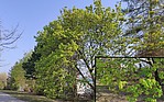 Bild 6: 20.04.2021 - Aus den Blattknospen schieben sich immer mehr Blätter mit längeren Trieben. Ansätze von Fruchtständen sind erkennbar (siehe Spitzahorn von nahem) - Foto N. Wehner