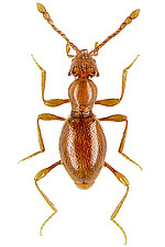 <i>Scydmaeus hellwigii</i>, ein winziger Ameisenkäfer