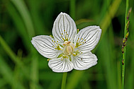 Blüte des Herzblatts <i>Parnassia palustris</i>