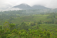Mount Batukaru vor Reisfeldern