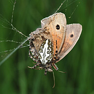 Eichblatt-Radnetzspinnen mit erbeutetem Schmetterling
