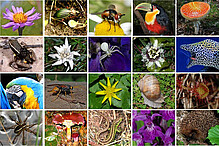 Collage aus Fotos verschiedener Pflanzen-, Pilz- und Tierarten als ein Aspekt der Biodiversität
