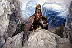 Golden eagle