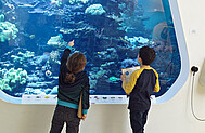 Bei den Schwarzspitzenriffhaien erforschen die Kinder die Fortbewegung im Wasser.