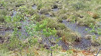 Bild 1: Ausschnitt eines Moores in Schweden. Stellenweise mit Gras bewachsen. Der sumpfige Boden ist zu sehen - Foto von N. Wehner