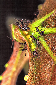 Ameisen an Macaranga