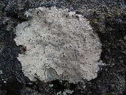 Bild 2: Eine Krustenflechte im Bayerischen Wald, die auf saurem Silikatgestein wächst. Sie ist fest mit dem Untergrund verbunden - Foto von J. Simmel