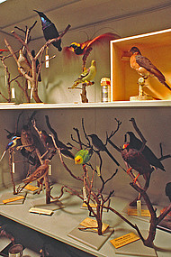 Extinct bird species in the collection
