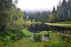 Karsee im Nationalpark Schwarzwald
