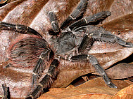 Mygalomorph spider (Foto: H.Höfer)