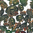 Probe edaphischer Rüsselkäfer aus einem Tieflandregenwald Neuguineas