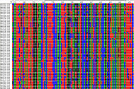 Genetische Vielfalt - Barcode-Sequenz