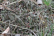 A red-fruited <i>Cladonia</i>