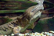 The Chinese giant salamander Andrias davidianus, the mascot of the State Natural History Museum Karlsruhe