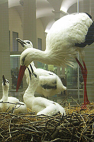 Family of white storks