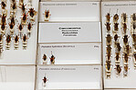 Assassin bug collection  (Reduviidae)