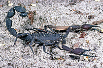 Amazonian forest scorpion Tityus sp. (Foto: H.Höfer)