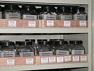 Collection of European spiders (ethanol conserved)