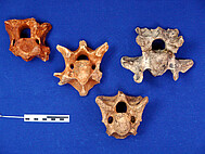 Colorful preservation patterns from Mauer shown by vertebrae of bovids