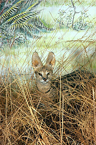 Le serval – un chat sauvage d’Afrique, dissimulé dans des herbes hautes et des buissons