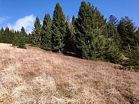 Auf der Sukzessionsparzelle in Bernau konnte sich ein kleiner Wald bilden. Überwiegend Fichten, deren untere Äste teilweise mit dem Boden verwachsen sind und neue Austriebe bilden. Grund ist der Druck von bspw. Schnee  - Foto N. Wehner