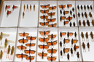 collection drawer of color-winged grasshoppers
