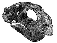 Computergeneriertes 3D Modell eines Schädels des Anomodontiers Diictodon