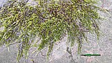Der grüne Pfeil zeigt auf die typischen ''Strahlen'', die das Zypressen-Schlafmoos (Hypnum cupressiforme), bildet. In der Mitte sind die Triebe kürzer und stehen aufrechter. Die Blätter stehen federartig ab. - Foto von N. Wehner