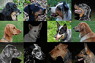 Genetische Vielfalt am Beispiel der Hunderassen