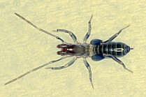 Small Amazonian whip scorpion (Schizomida, Schizomus brasiliensis)(Foto: H.Höfer)