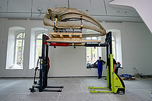 Erneut schwebt Ende April der Schädel unseres Nordkaperwals über der Erde – diesmal wird er in der Ausstellung freischwebend montiert.