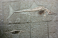 Fischsaurier (Ichthyosaurier)